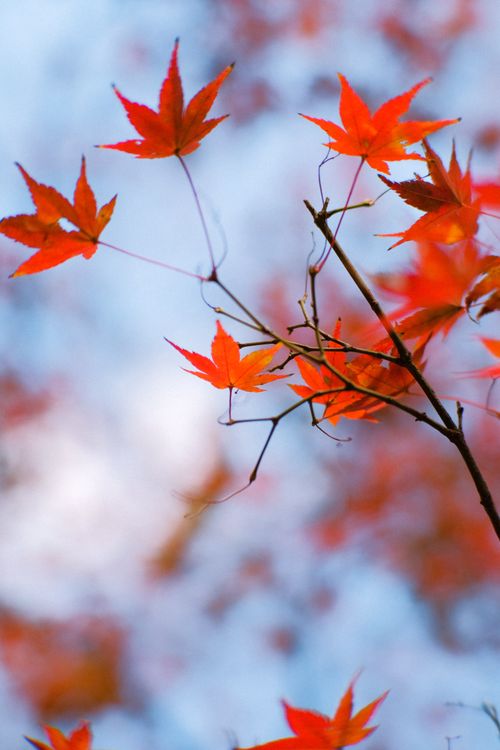 Free Vibrant red maple leaves set against a clear, blue sky in fall. Stock Photo