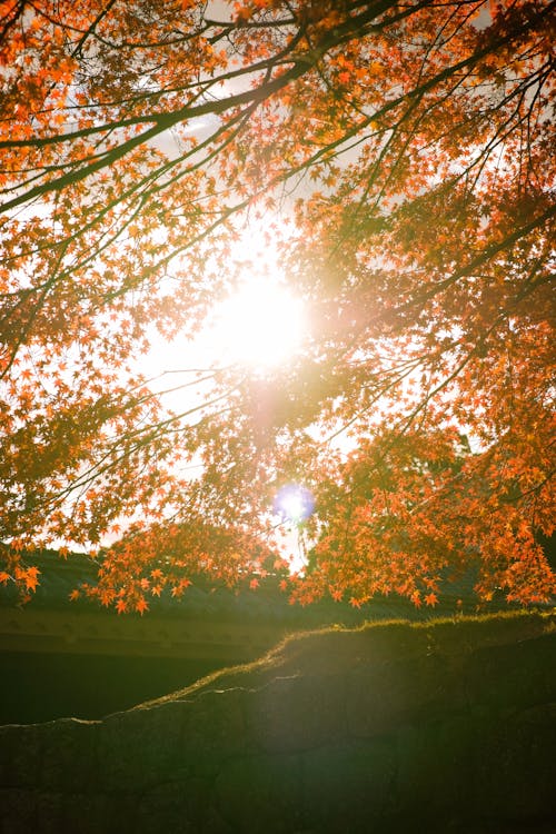 Sunbeam through a Maple Tree 