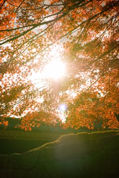 Beautiful autumn scene with sunlight through vibrant maple leaves.