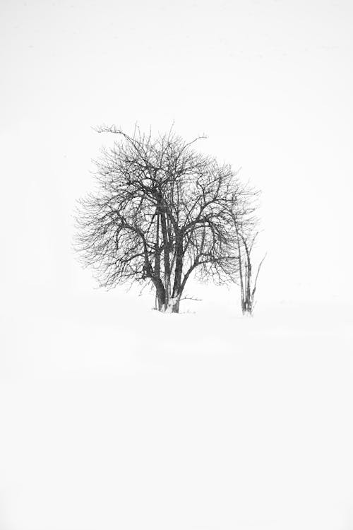 Free stock photo of alone, black and white, branch