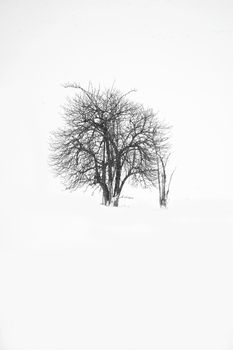 A solitary leafless tree stands in a snowy landscape, captured in stunning black and white.
