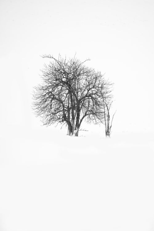 Free A solitary leafless tree stands in a snowy landscape, captured in stunning black and white. Stock Photo