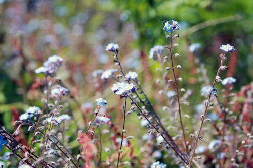 Białe I Niebieskie Kwiaty Płatków W Ogrodzie W Ciągu Dnia