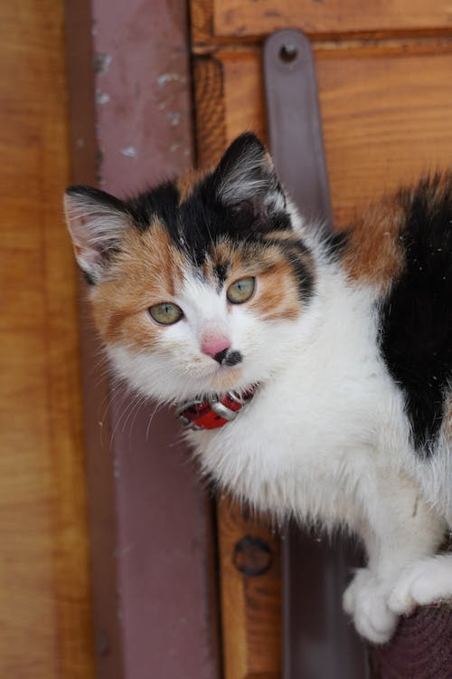 Free Calico Cat on Wooden Surface  Stock Photo