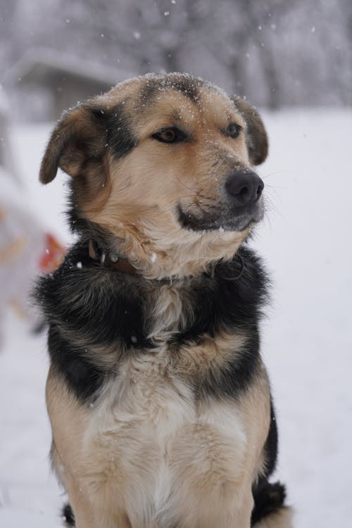 Free Snow Falling on Dog Stock Photo