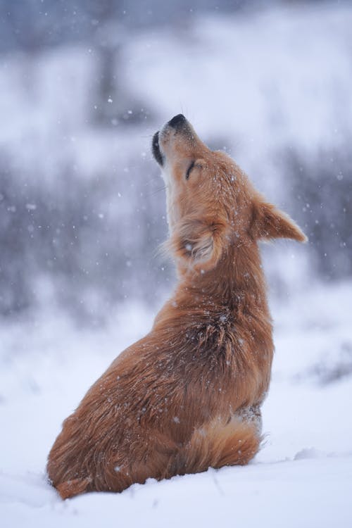 Free Dog Sitting in Snow and Howling Stock Photo