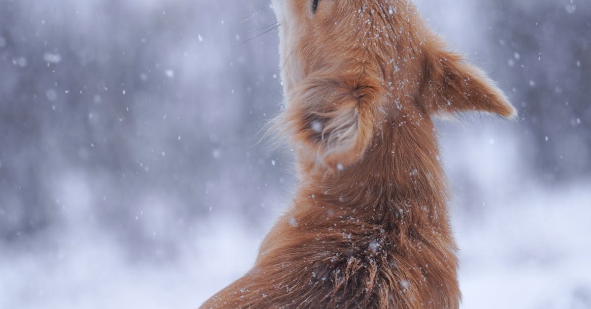 Dog Sitting in Snow and Howling