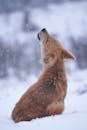 Dog Sitting in Snow and Howling