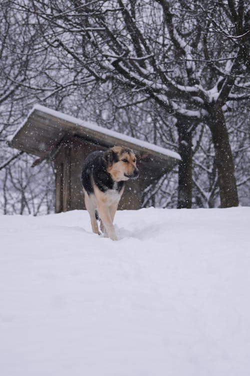 Бесплатное стоковое фото с голое дерево, домик, зима