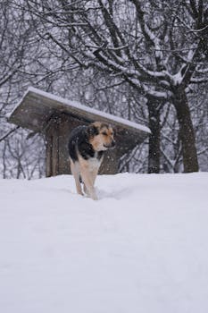 A lone dog walks through a snowy landscape with bare trees and a wooden hut in the background.