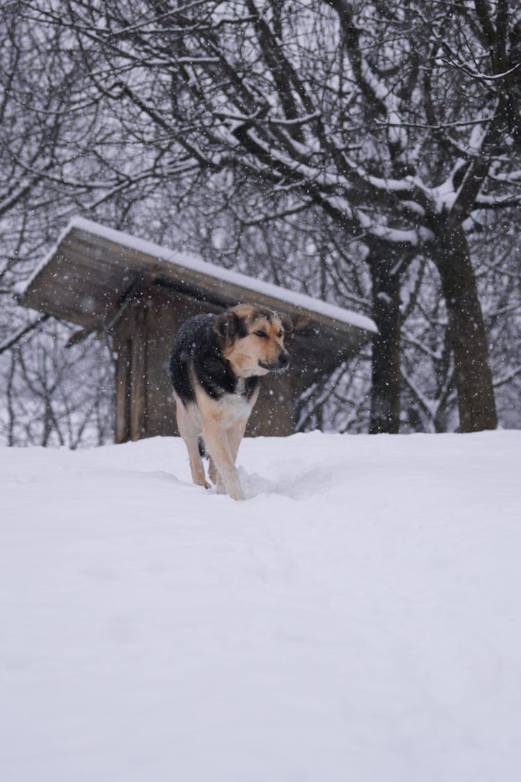 Dog Walking In Snow