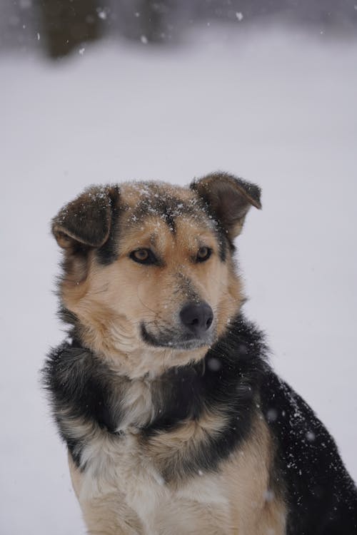 Free Photo of a Dog While Snowing Stock Photo