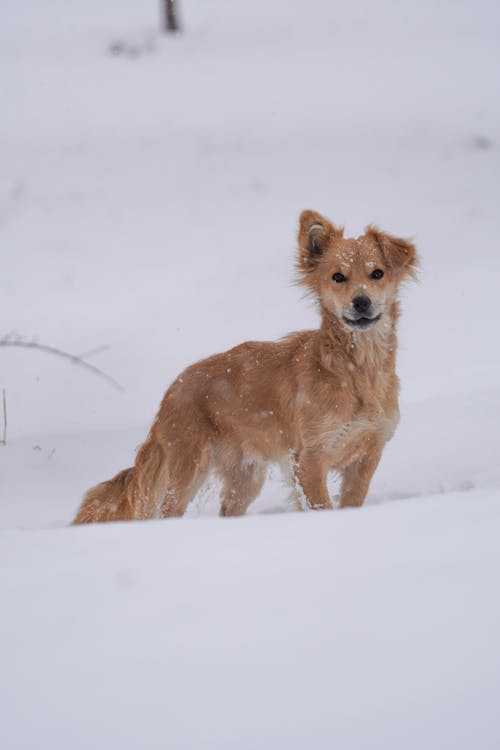 Free A Brown Dog on a Snow Covered Ground Stock Photo