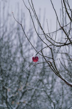 A solitary red apple hangs from a leafless branch amidst a snowy winter scene, evoking isolation and resilience.