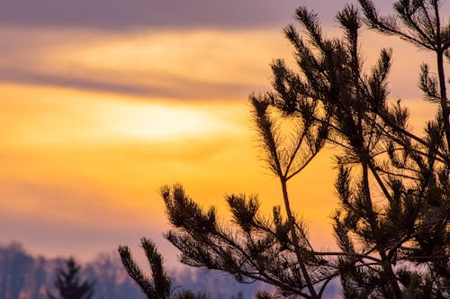 Gratis stockfoto met cloudscape, dennennaalden, geel