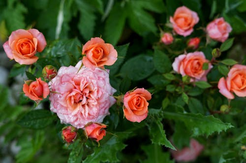 Free Pink Roses in Bloom Stock Photo