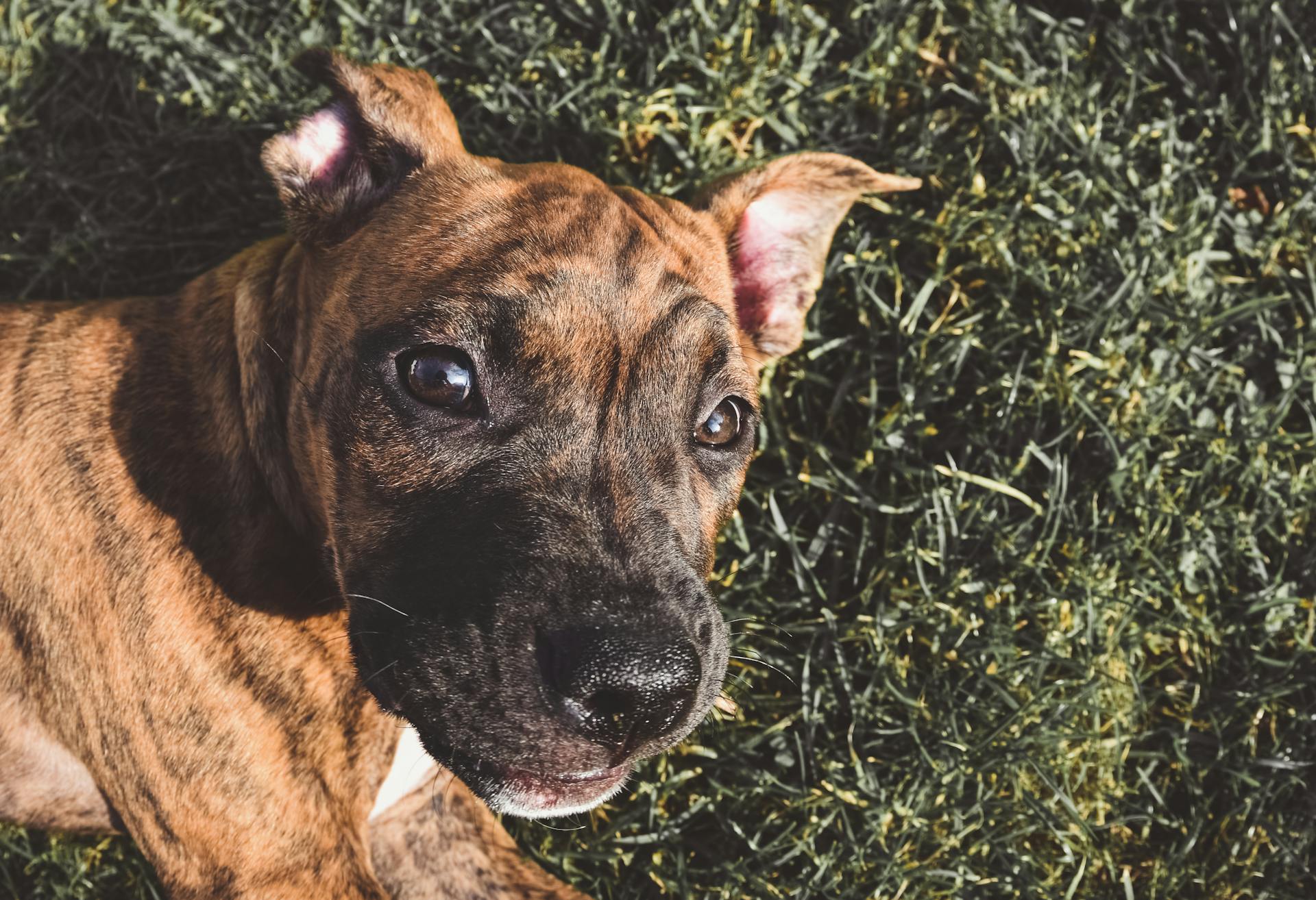 Brown Dog in Close Up Photography