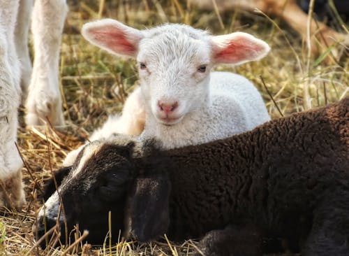 Free White Lamb Beside Black Sheep Stock Photo