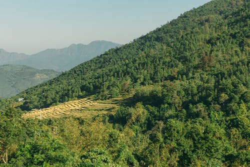 Kostnadsfri bild av åkermark, bergen, gröna träd