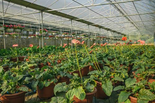Free A spacious greenhouse filled with blooming Gerbera daisies in potted arrangements. Stock Photo