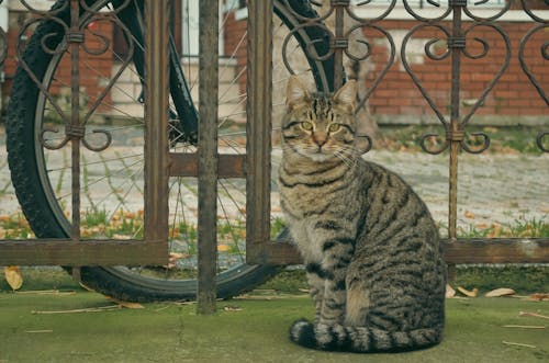 고양이의 무료 스톡 사진