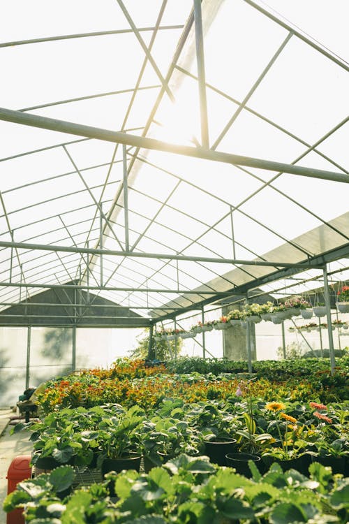 Green Plants Inside the Greenhouse