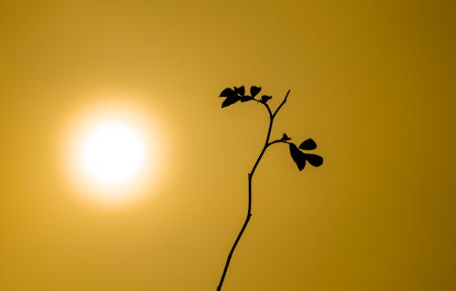 Free stock photo of canon eos rp rf600mm, minimalist yellow