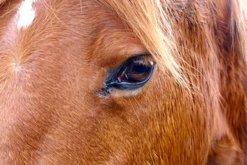 Ücretsiz göz, hayvan, kahverengi at içeren Ücretsiz stok fotoğraf Stok Fotoğraflar