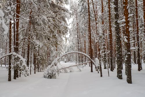 Ilmainen kuvapankkikuva tunnisteilla kylmä sää, lumen peitossa, luminen