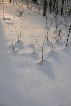 Snow-covered ground with bare tree branches casting shadows in winter light.