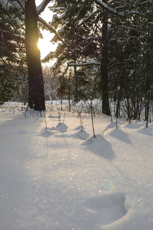 Photo of Trees on Snow Covered Ground