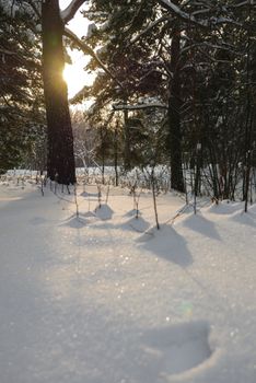 Sunlit winter forest scene with fresh snow, pine trees, and soft shadows creating a peaceful atmosphere.