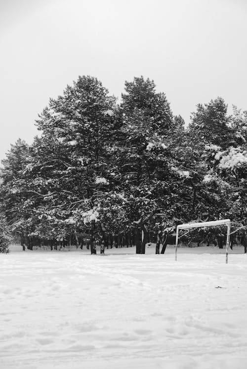 Free A Grayscale Photo of Trees on a Snow Field Stock Photo