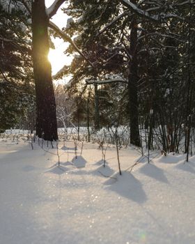 A serene winter sunrise filters through the trees in a snow-covered forest, casting soft shadows.