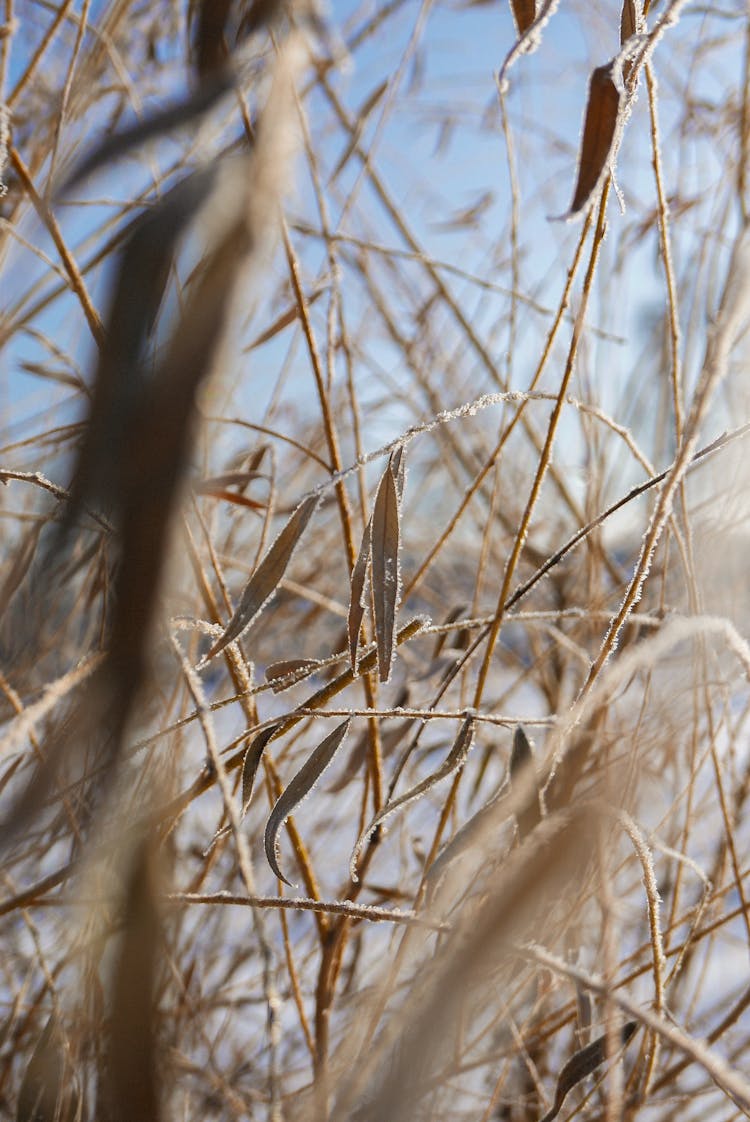 Frost On Leaves And Branches