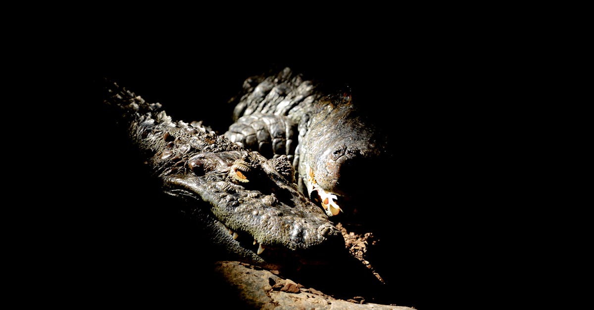 How to kill a wasp nest in the ground NZ