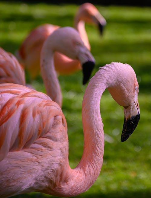 Kostenloses Stock Foto zu flamingos, nahansicht, vertikaler schuss