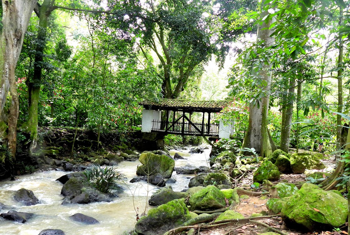 Foto d'estoc gratuïta de ponts, rierol