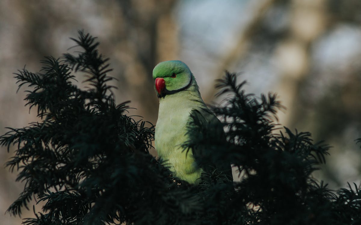 Rose-Ringed Parakeet perched on Pine Leaves 