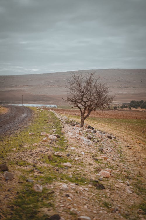 Foto profissional grátis de árvore nua, colina, controlo remoto