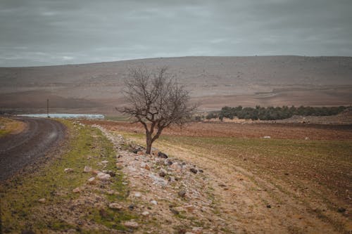 Foto profissional grátis de árvore nua, colina, controlo remoto