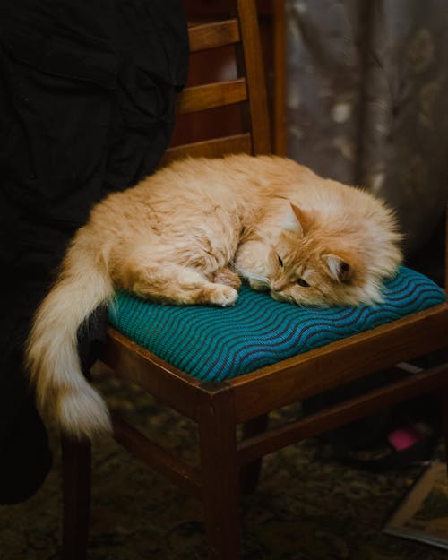 Close-Up Shot of a Domestic Long-Haired Cat Lying on a Chair