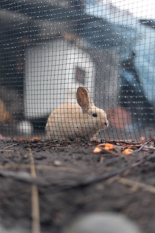 Free A White Rabbit on the Ground Stock Photo