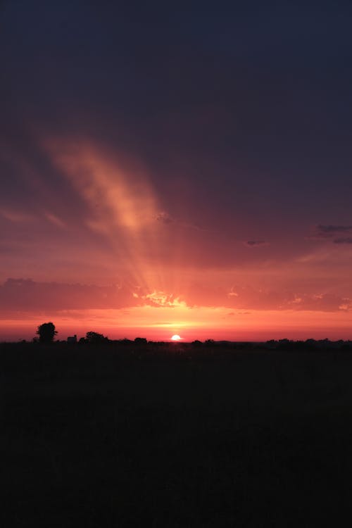 Photos gratuites de arbres, aube, coucher de soleil