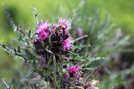 在郁郁葱葱的绿色背景下，盛开的蓟花呈现出尖锐多刺的叶子，细节清晰可见