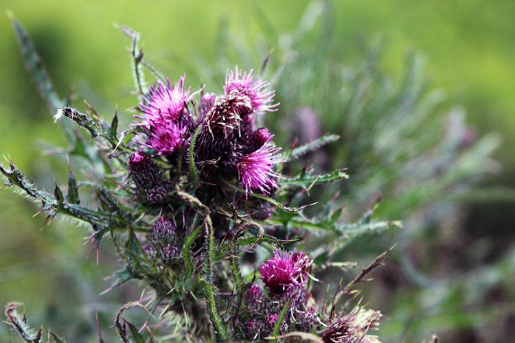 Purple And Green Flowers Under Bright Sky