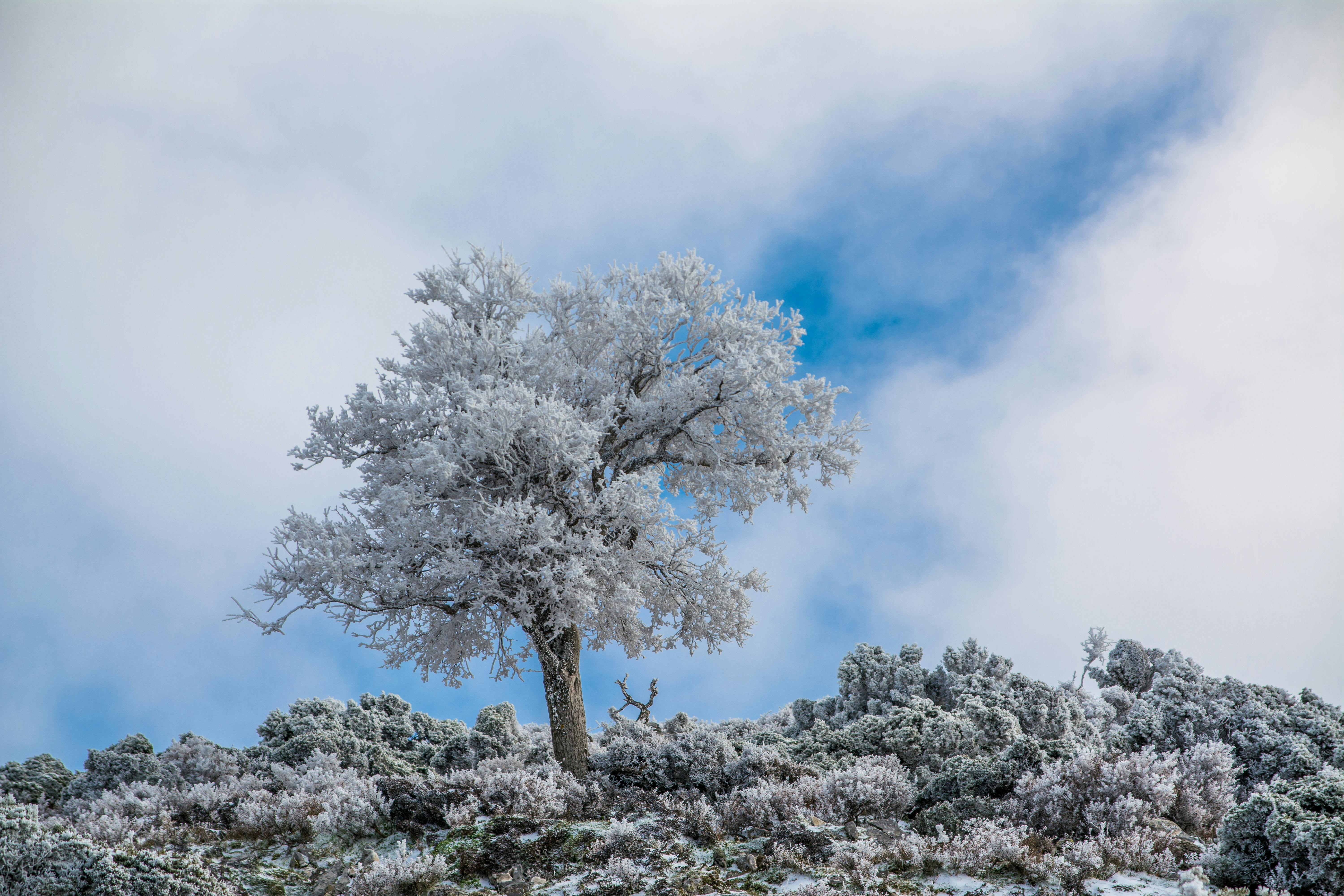 Prescription Goggle Inserts - A solitary tree covered in snow on a mountain with a blue sky backdrop.