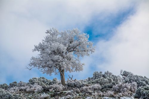 Free A solitary tree covered in snow on a mountain with a blue sky backdrop. Stock Photo
