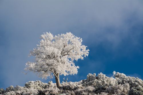 Free A solitary tree with snow-covered branches standing on a frosty hill under a clear blue sky. Stock Photo