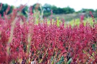 一片充满活力的野生红色植物在夏日天空下的开阔田野中茁壮成长